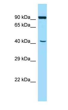 Polyclonal Rabbit anti-Mouse ATL2 Antibody (aa256-305, WB)