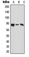 RPAP3 / FLJ21908 Antibody (Internal)