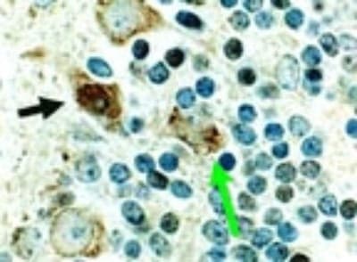 Cre Recombinase Antibody