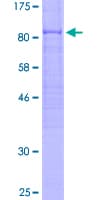 Human Cdc14 / CDC14A Protein (Recombinant GST)