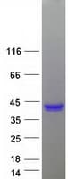 Human KLK6 / Kallikrein 6 Protein (Recombinant Myc-DDK (Flag))