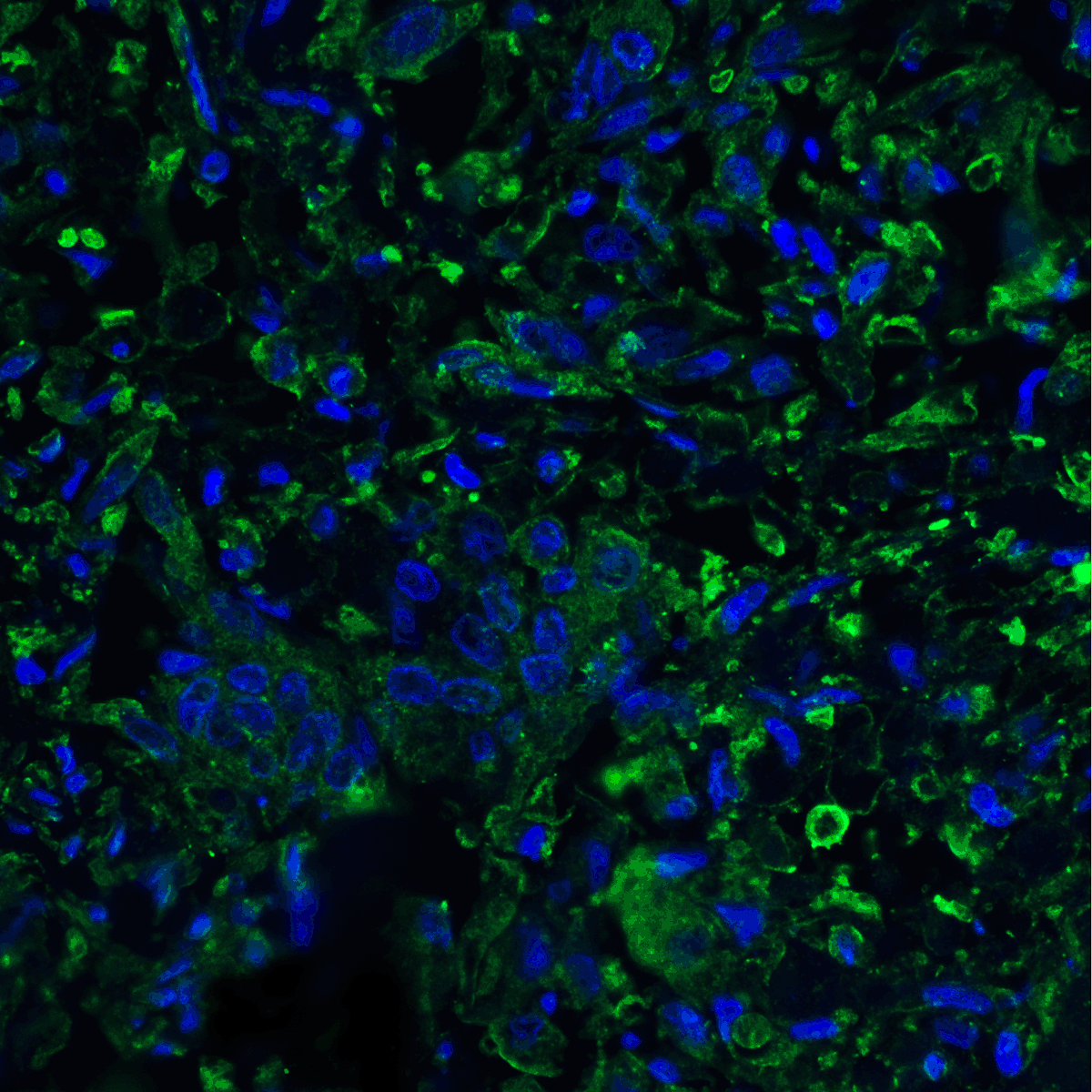 PathPlus™ PD-L2 / PDCD1LG2 / CD273 Antibody (clone 10H6)