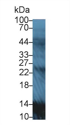 Apolipoprotein A-II Antibody (aa24-102, Biotin)