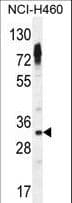 Polyclonal Rabbit anti-Human OR2Z Antibody (aa68-96, IHC, WB)