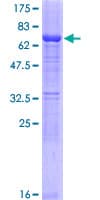 Human SERPINB10 Protein (Recombinant GST)