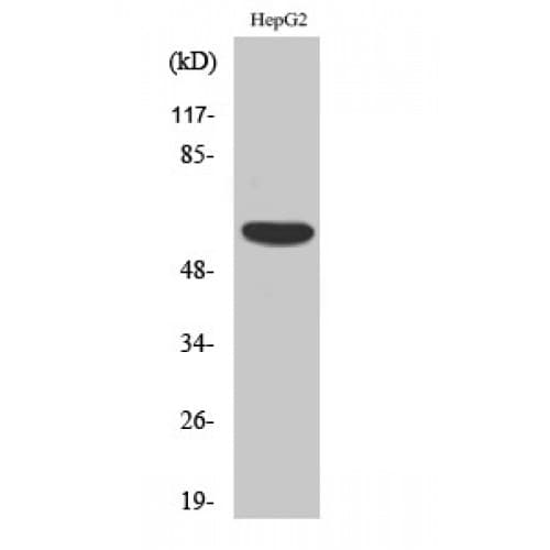 SP32 / ACRBP Antibody (150-230 aa, Internal)