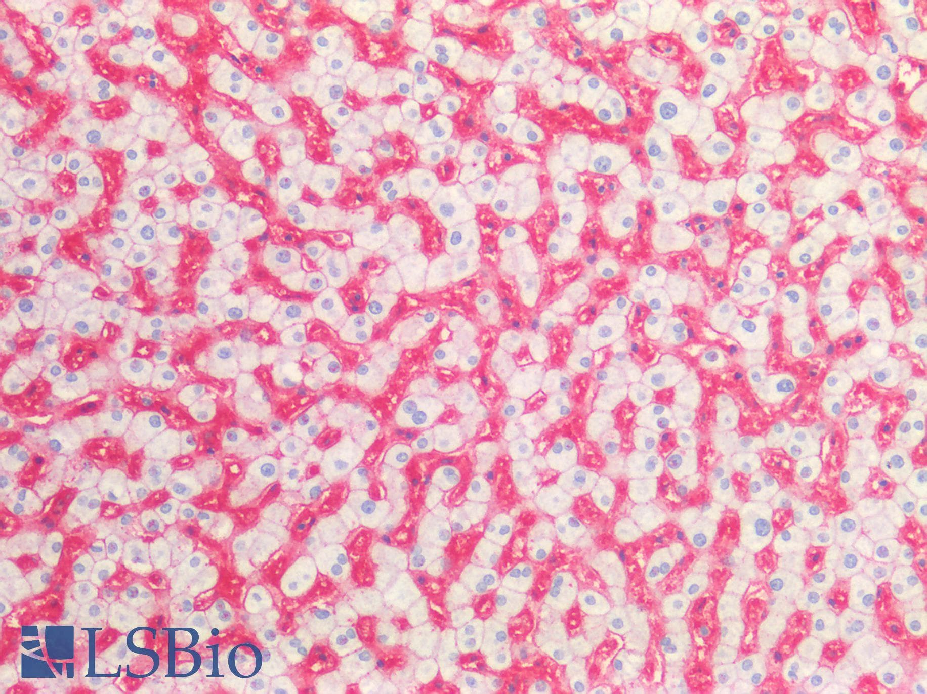 PathPlus™ Polyclonal Rabbit anti-Human SLC2A2 / GLUT2 Antibody (aa50-150, IHC, IF, WB)