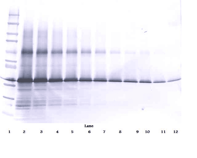 IGFBP3 Antibody (Biotin)