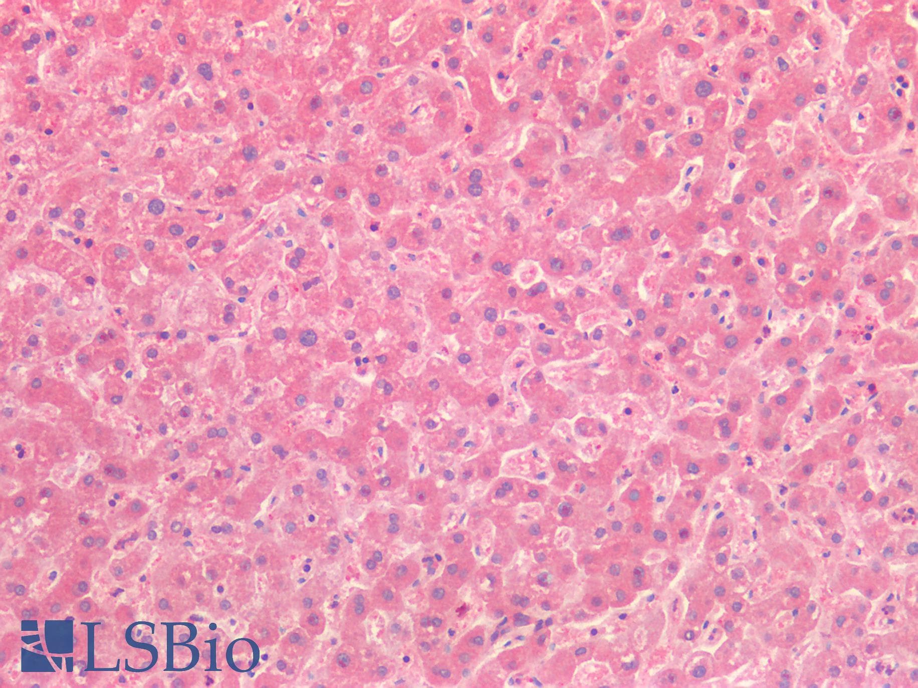 IHC-plus™ HGF / Hepatocyte Growth Factor Antibody