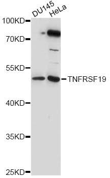 TNFRSF19 / TROY Antibody
