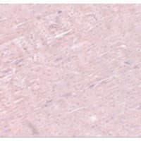 ADAMTSL5 Antibody