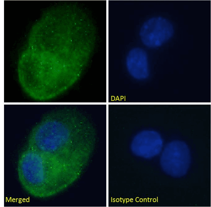 Recombinant Monoclonal Rabbit anti-Human ACKR1 / DARC Antibody (clone 2C3, DARC, IF, WB)