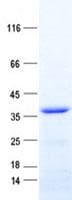 Human BSSP-4 / PRSS22 Protein (Recombinant His, N-Terminal)