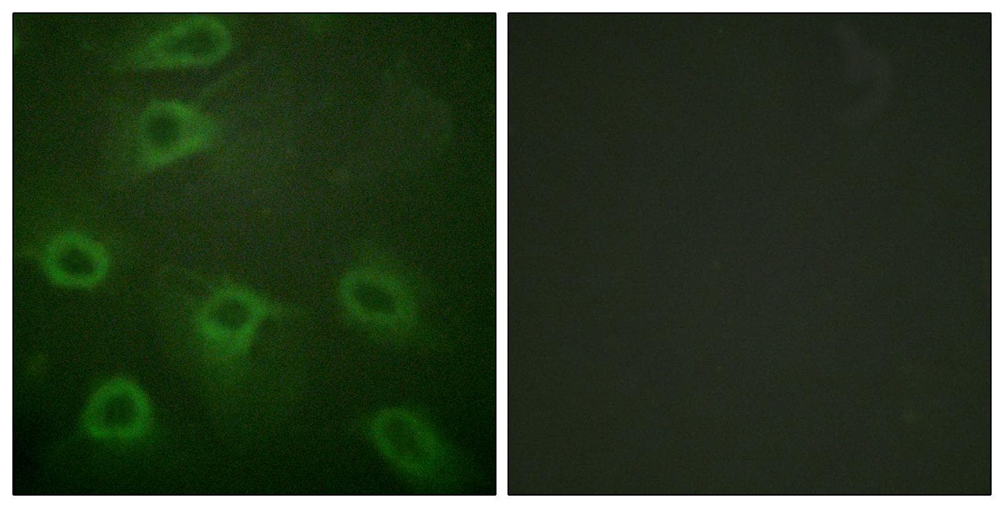 BAD Antibody (phospho-Ser134)