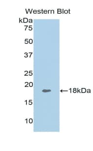 TNFSF13 / APRIL Antibody (aa105-250)