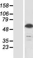 Human GPS1 / CSN1 Protein (Over-Expression Lysate Myc-DDK (Flag))