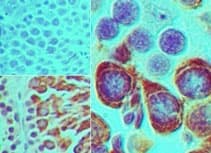 PIWIL2 Antibody (aa30-80)