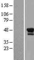 LHX1 Protein (Over-Expression Lysate Myc-DDK (Flag))