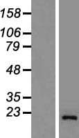 Human GOLGA7 Protein (Over-Expression Lysate Myc-DDK (Flag))