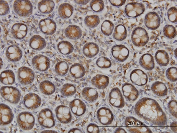 NDST1 Antibody (clone 1G10)