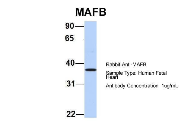 MAFB Antibody (aa273-323)