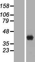Human FBP1 Protein (Over-Expression Lysate Myc-DDK (Flag))