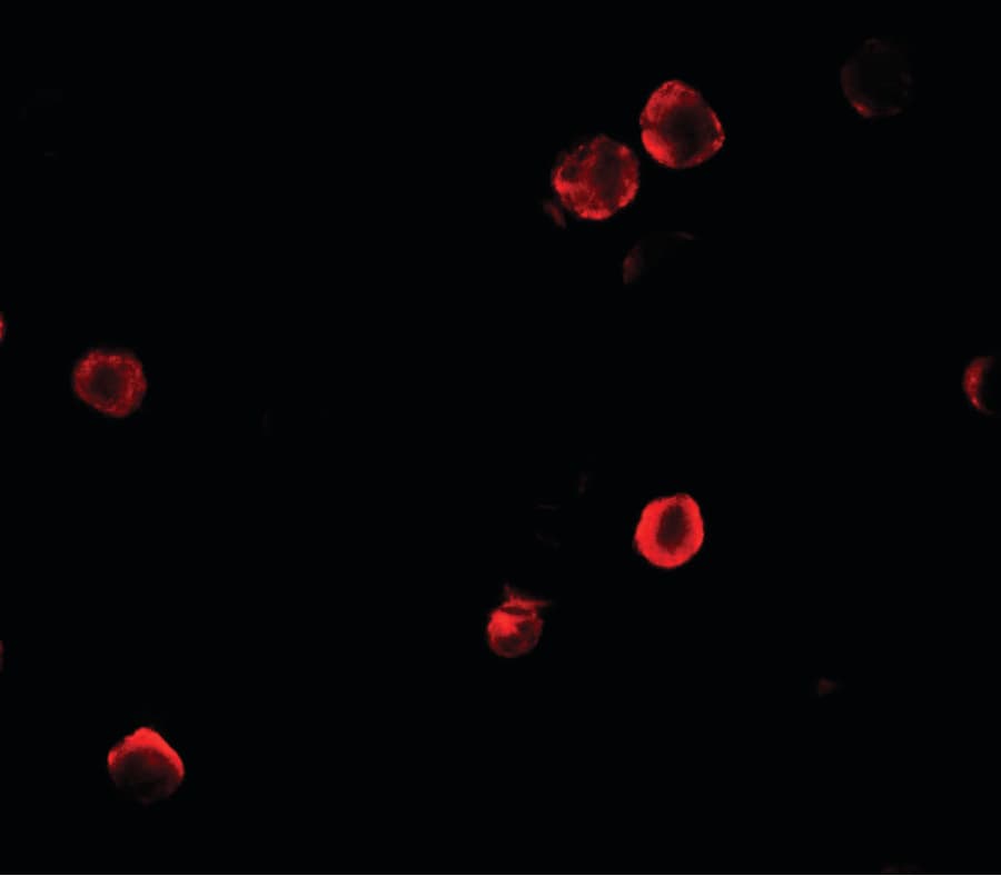 SOGA1 Antibody