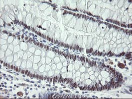 TLE1 / TLE 1 Antibody (aa180-460, clone OTI1F9)