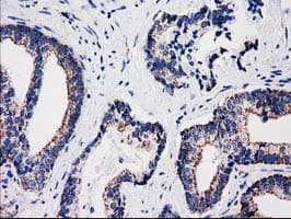 Monoclonal Mouse anti-Human SULT1A1 / Sulfotransferase 1A1 Antibody (clone OTI8B8, IHC, WB)