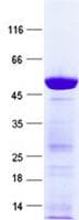 Human FGF13 Protein (Recombinant GST, N-terminus + His, C-terminus)