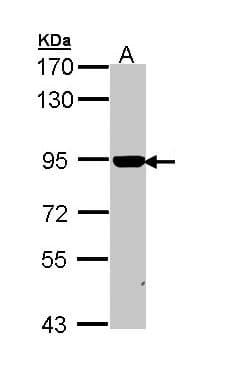 PathPlus™ CANX / Calnexin Antibody