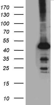 Monoclonal Mouse anti-Human STBD1 Antibody (clone OTI6G5, aa24-358, WB)