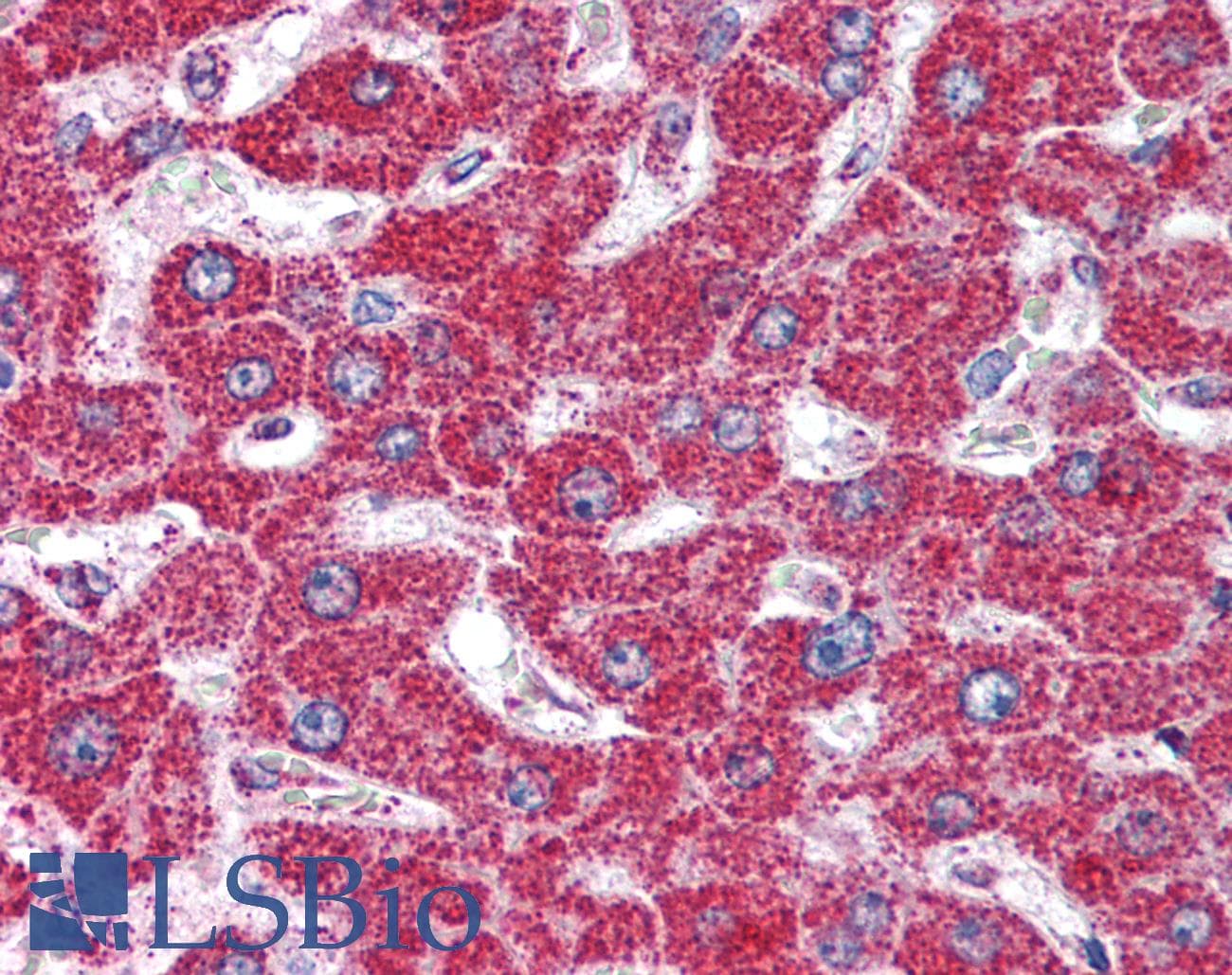 IHC-plus™ HSPD1 / HSP60 Antibody (aa150-200)
