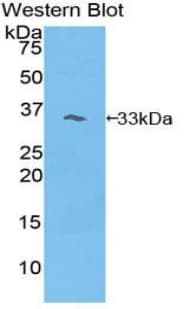 BCAP / PIK3AP1 Antibody (aa397-650)