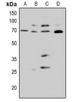CDC25A Antibody