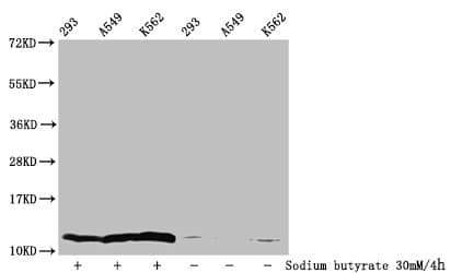Polyclonal Rabbit anti-Human HIST1H4I Antibody (IF)