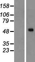 OPN4 / Melanopsin Protein (Over-Expression Lysate Myc-DDK (Flag))
