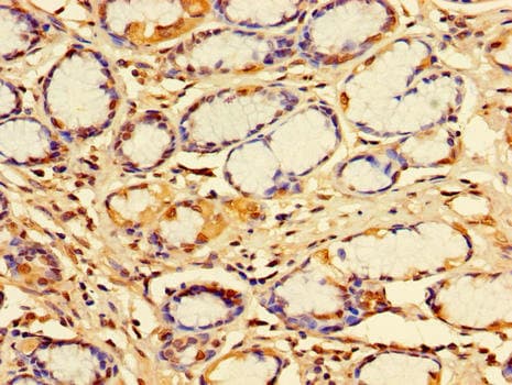 IDE Antibody