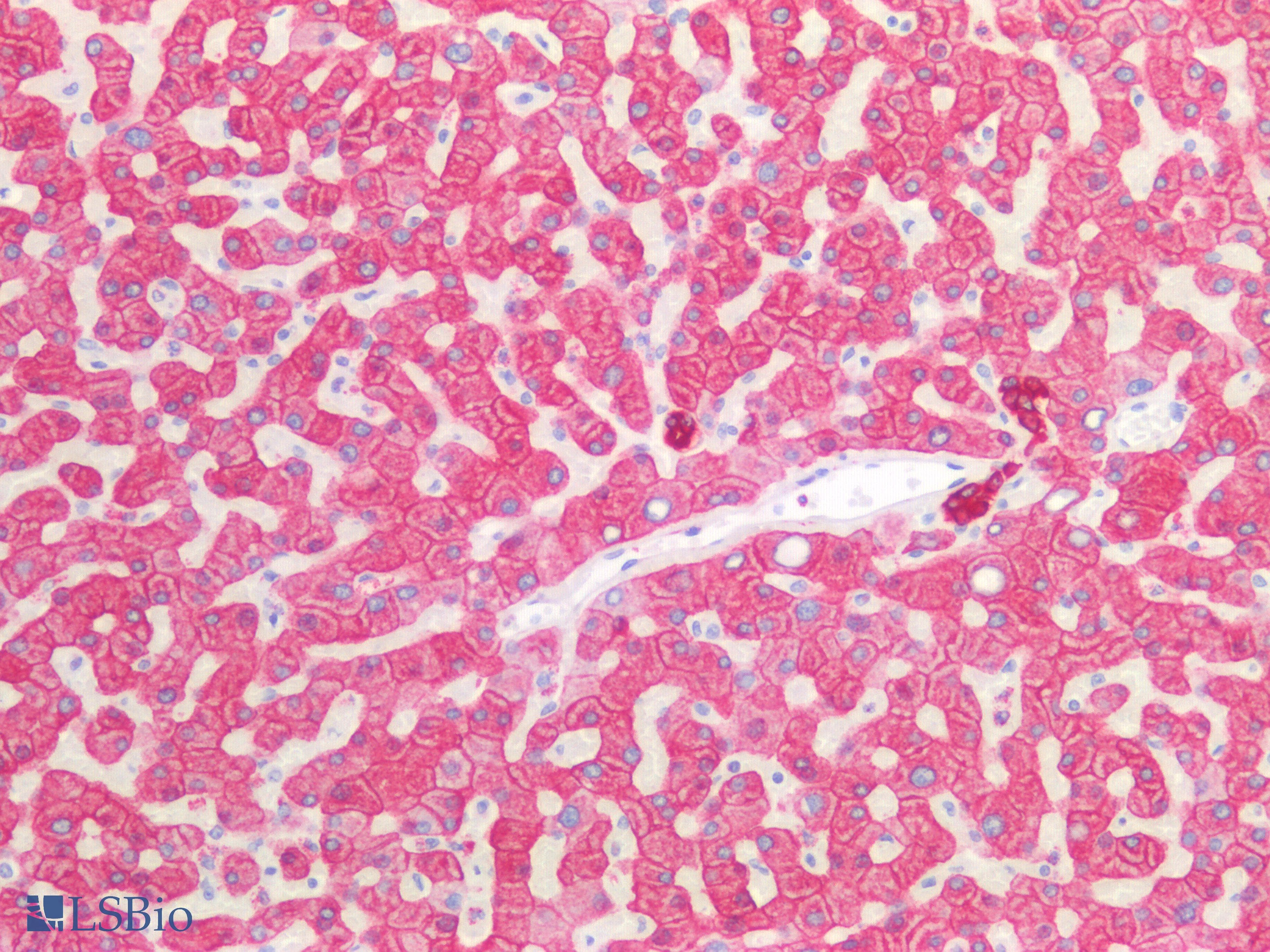 PathPlus™ Polyclonal Rabbit anti-Human KRT8 / CK8 / Cytokeratin 8 Antibody (C-Terminus, IHC, IF, WB)