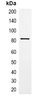 Monoclonal Mouse GFP Tag Antibody (WB)