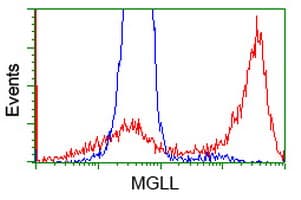 MGLL / Monoacylglycerol Lipase Antibody (clone OTI2G8)