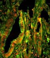 Polyclonal Rabbit anti-Human CAPZA1 / CAPZ Alpha 1 Antibody (aa1-30, IF, WB)