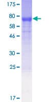 Human NUDCD1 Protein (Recombinant GST)