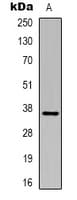 GAPDH Antibody (HRP)