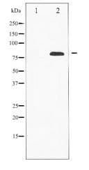 PRKCD / PKC-Delta Antibody