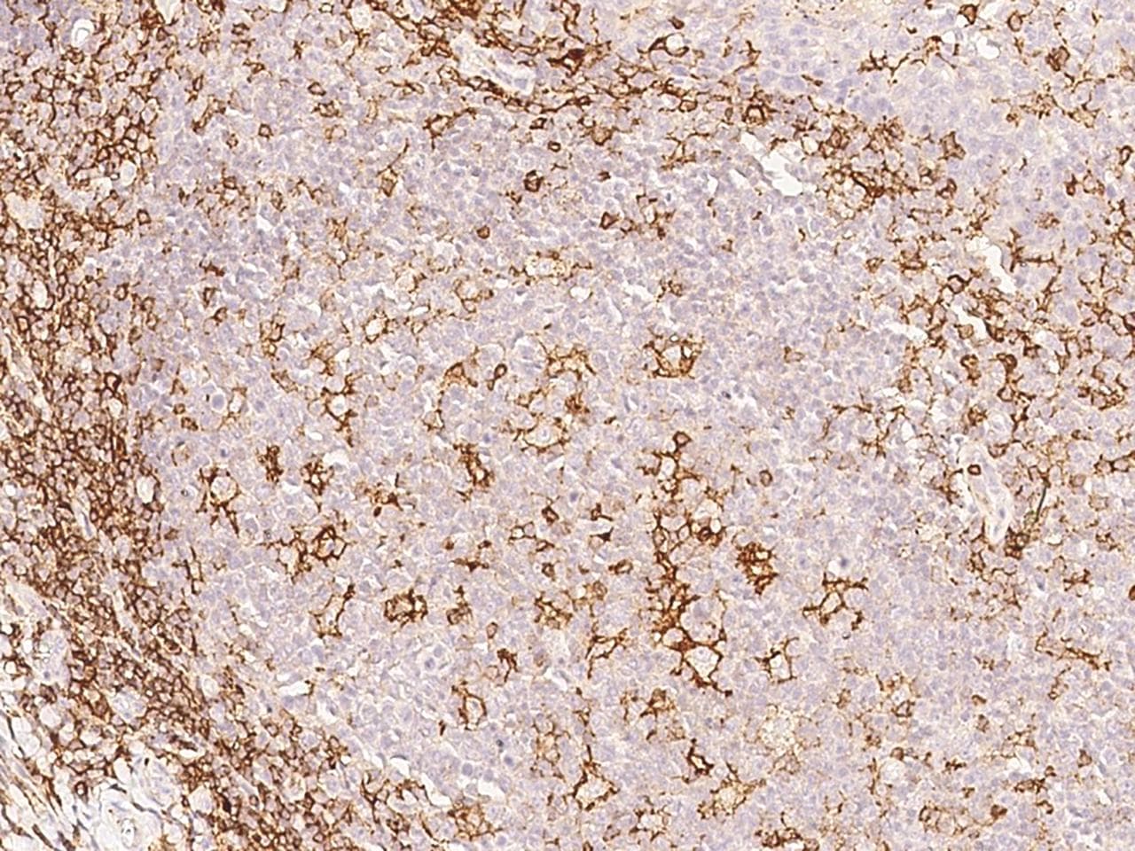 SELPLG / PSGL-1 / CD162 Antibody (Preservative Free)