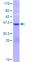 Human ISG15 Protein (Recombinant GST)