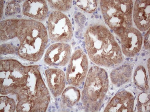 Monoclonal Mouse anti-Human MTF-1 Antibody (clone OTI2F3, aa1-272, IHC, WB)