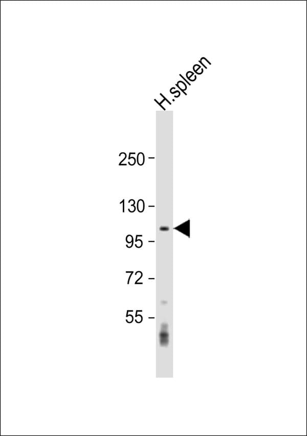 Polyclonal Rabbit anti-Human CNTROB Antibody (WB)