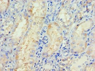 NRF1 / NRF-1 Antibody (aa1-300)